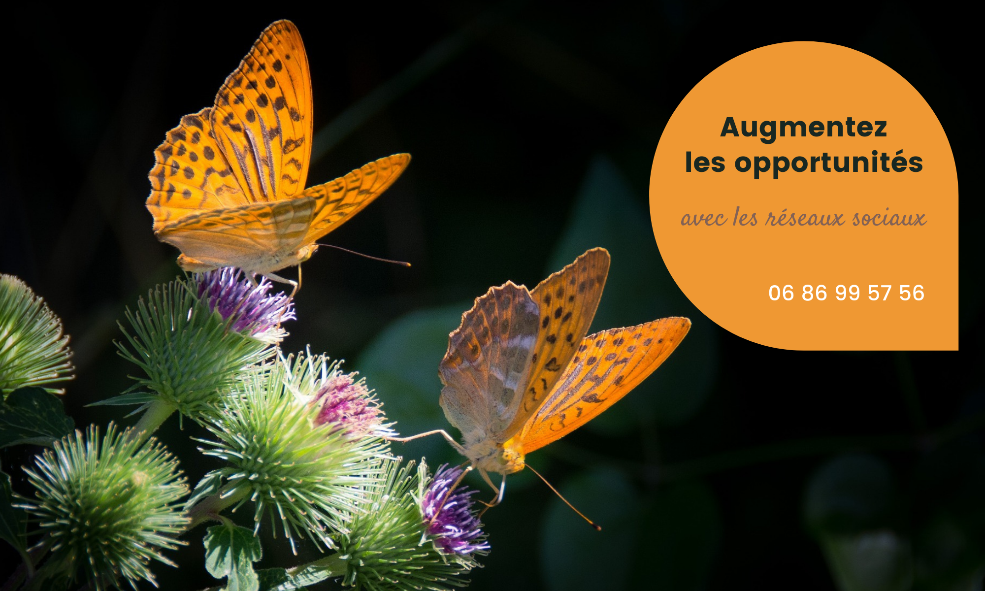 Augmentez les opportunités avec les réseaux sociaux - 0686995756 - 2 Papillons de couleur orange sur fleurs de chardon.